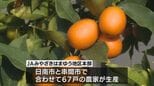 宮崎県の特産品　完熟きんかん収穫はじまる　|　MRTニュース ｜ ＭＲＴ宮崎放送