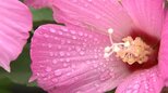 県内前線の影響で曇りや雨の天気　土砂災害・浸水に注意を　岩手|TBS NEWS DIG