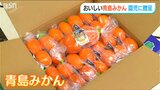 「ビタミンCをとって風邪ひかないように」JA静岡経済連が幼稚園児に『青島みかん』プレゼント 新潟|TBS NEWS DIG