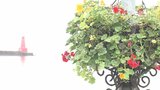 海辺でガーデニングフェスタ始まる 季節の花がいっぱいの壁掛け…62作品を展示 大分 | 大分のニュース|OBS NEWS|大分放送