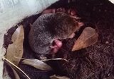 モグラは「一夫一妻」?繁殖のナゾ解明へ 世界初DNA解析、親子関係調査 | 福島のニュース│TUF