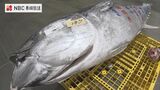 水揚げ量は去年の3倍 約200キロの天然クロマグロも!長崎魚市「初競り」 | 長崎のニュース | 天気 | NBC長崎放送