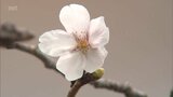 宮崎で桜が開花　平年より1日遅く、去年より1日早い開花|TBS NEWS DIG