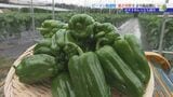 ピーマン出荷最盛期 生産者により高品質なピーマンを育てるための栽培方法を聞く 食育ソムリエおすすめの食べ方は? 岩手・奥州市|TBS NEWS DIG