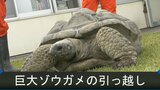 子ども園の「巨大ゾウガメ」引っ越し　実は秋の恒例行事　|　BSSニュース | BSS山陰放送