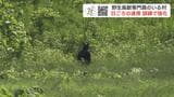 「マチの中心部にクマが出たら…」手加減なしのリアルな訓練に密着 地域ぐるみのクマ対策 北海道占冠村の取り組みと住民協力の重要性 | 北海道のニュース|HBC北海道放送