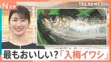 1匹29円！脂ノリ最高な旬の「入梅イワシ」を美味しく食べるコツ　包丁いらずの絶品缶詰レシピも紹介【Nスタ】|TBS NEWS DIG
