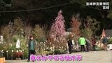 約2500種60万本の草花や庭木を展示・販売　「春のみやざき植木市」　宮崎神宮東神苑で3月末まで　|　MRTニュース ｜ ＭＲＴ宮崎放送
