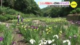 閉園危機を乗り越え「ことしが最後かも」 精魂込めたハナショウブ|TBS NEWS DIG