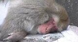 「サル、ぐったり…」「この暑さは、まるでサウナ…」長野・飯田で観測史上最高の38.2度、県内30の観測地点のうち13か所で「猛暑日」15人が熱中症とみられる症状で病院搬送…22日も【熱中症警戒アラート】発表 | SBC NEWS | 長野のニュース | SBC信越放送