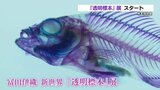 『透明標本』で生物の骨格を観察　熊本博物館で展示会スタート　|　熊本のニュース｜RKK NEWS｜RKK熊本放送