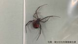 毒性が強い特例外来生物「セアカゴケグモ」1匹と “孵化済みの卵のう” 7個見つかる「見つけたら素手で触らず殺処分を」東かがわ市が注意呼びかけ【香川】　|　岡山・香川のニュース | 天気 | RSK山陽放送