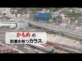 かもめを待つカラス 西九州新幹線 試運転開始【番外編】 | 長崎のニュース | 天気 | NBC長崎放送
