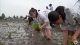 お囃子で豊作祈願して田植え　柏農高で全校田植え大会|TBS NEWS DIG