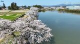 【岩手空中散歩】名前の由来は奥州藤原氏の時代までさかのぼる五郎沼 町民に親しまれるサクラの名所も満開 岩手・紫波町|TBS NEWS DIG