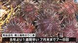 夏の味覚いよいよ 去年より早く「ウニ漁解禁」 宮城 |TBS NEWS DIG