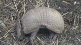 「どんどんでかくなっている感じ」6年ぶりにアルマジロの赤ちゃんが誕生! 丸まった直径は現在約10センチ=静岡・伊豆アニマルキングダム|TBS NEWS DIG