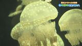 タコに似ているクラゲ!?幻想的な生き物がいっぱい! | 愛媛のニュース - Nスタえひめ|あいテレビは6チャンネル