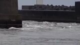 【動画あり】津波か 港で白波立つ 「徐々に引き波、その後うねりが…」 高知・土佐清水では40cmの津波観測 | 高知のニュース・天気|KUTV NEWS | KUTVテレビ高知