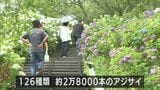126種類　2万8000本のアジサイ見ごろ　|　MRTニュース ｜ ＭＲＴ宮崎放送