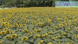 おすすめは高さ2mの見晴らし台からの眺め 和味フラワーパークでヒマワリ見頃 岩手・矢巾町|TBS NEWS DIG