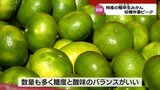爽やかな香りに絶妙の甘味と酸味 日南市特産「極早生みかん」の収穫がピーク|TBS NEWS DIG