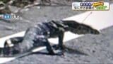 いまちょっと話題の『爬虫類』もし逃げ出している個体を見つけたら?ペットとして人気の理由や飼育で気を付けることなど | 熊本のニュース|RKK NEWS|RKK熊本放送