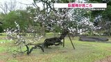 「龍」の名を冠し約400年生きる白梅『臥龍梅』が見頃　熊本・八代市　|　熊本のニュース｜RKK NEWS｜RKK熊本放送