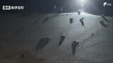 アカウミガメがふ化 98匹の赤ちゃんが砂浜から海へ...弓ヶ浜での産卵は6年ぶり=静岡・南伊豆町 | 静岡のニュース | SBSNEWS | 静岡放送