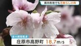 広島で「今年一番の雨」 満開直後のサクラに無情の“花散らし”　1日も不安定な天気が続く見込み|TBS NEWS DIG