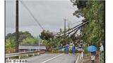 暴風の影響か　高さ約12mの木が倒れ国道ふさぐ　上下線全面通行止め　電線切れ約90戸が停電【長崎】　|　長崎のニュース | 天気 | NBC長崎放送