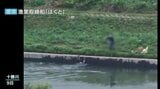 釣り上げたり、腹を裂いて卵を取り出したり…秋サケ"密漁"の瞬間をドローンが撮影　漁業取締船の船長「非常に身勝手な犯行」　|　北海道のニュース｜HBC北海道放送