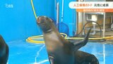 国内初トドの人工保育 大分市の水族館「うみたまご」で成功 | 大分のニュース|OBS NEWS|大分放送