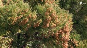 「暖かくなり患者数も一気に増えてきました」スギ花粉ピークで今後はヒノキの花粉も...子どもの花粉症は10年で"倍増" 医師は「鼻に塗るワセリン」推奨＝静岡|TBS NEWS DIG
