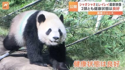 上野動物園の双子パンダ「シャオシャオ」と「レイレイ」 最新映像を