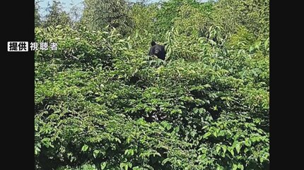 14日に目撃された「クマ」と同じ個体か 青森県八戸市の国道に「クマの