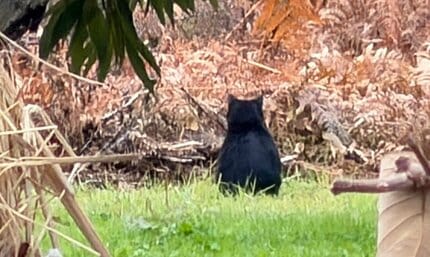 くまちゃんがいた」散歩中の2歳園児が発見 クリ林に1頭のクマ…安全確保