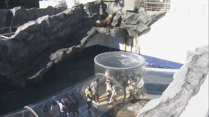 鳥羽水族館で年末恒例の大掃除 アシカやアザラシの水槽で 高圧洗浄機や