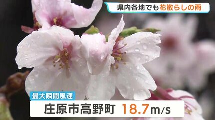 雨花ページ 広島で「今年一番の雨」 満開直後のサクラに無情の“花散らし”