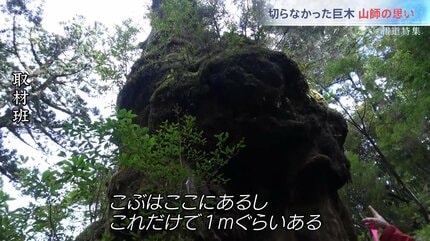 縄文杉より大きい木が、何本も残っている」屋久島、未知の巨木が残る
