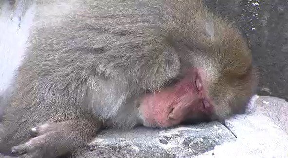 「サル、ぐったり…」「この暑さは、まるでサウナ…」長野・飯田で観測史上最高の38.2度、県内30の観測地点のうち13か所で「猛暑日」15人が熱中症とみられる症状で病院搬送…22日も【熱中症警戒アラート】発表　|　SBC NEWS | 長野のニュース | SBC信越放送