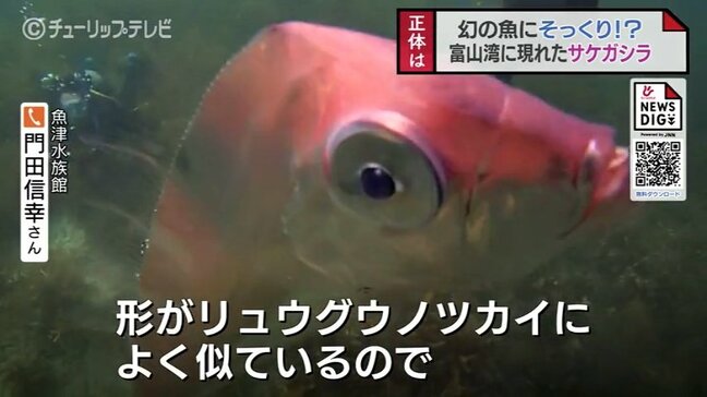 ギョロ目&タテガミ!深海魚 “そっくりさん” 富山湾に現る…その正体は?リュウグウノツカイ…じゃなかった!?「サケガシラ」|TBS NEWS DIG