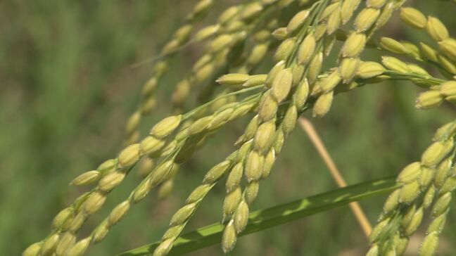 コメの生産や流通、消費について話し合う検討会議　県は独自に生産コストの透明化と価格の適正化に取り組む方針　長野|TBS NEWS DIG