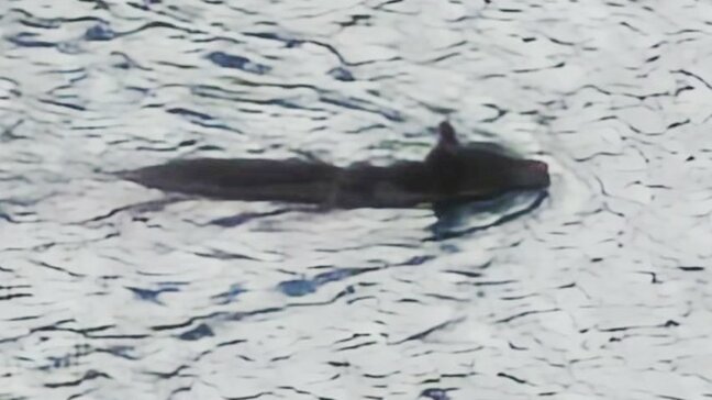 観光名所「みくりが池」を泳ぐクマ?賑わう北アルプス立山連峰の絶景に衝撃|TBS NEWS DIG