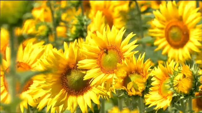 「ひまわり祭り」　280万本が見頃迎える　宮城・山元町　|TBS NEWS DIG