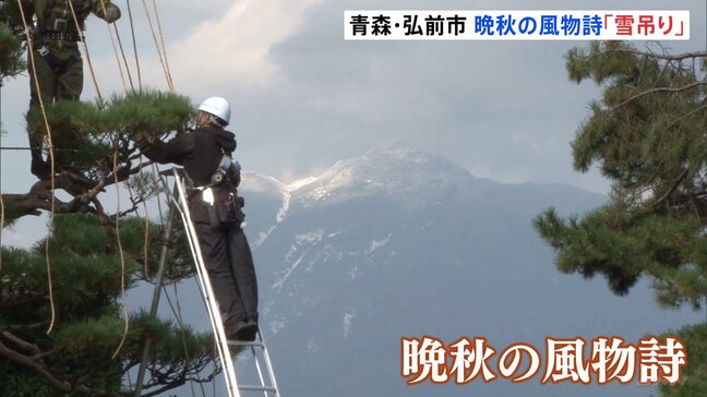 晩秋の風物詩「雪吊り」作業始まる　青森・弘前市の庭園|TBS NEWS DIG