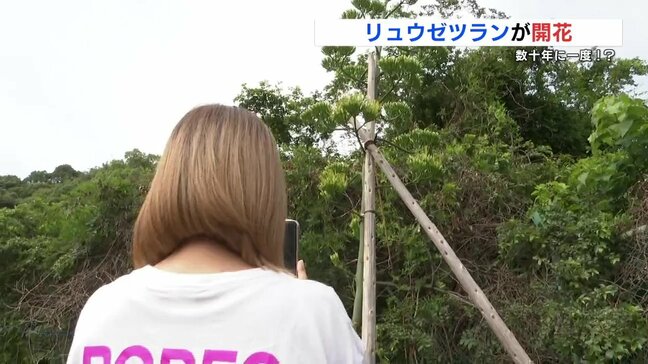 通勤中に見かける「茎が異常に伸びた植物」毎日観察を続けると…『数十年に一度』の光景に 熊本県天草市|TBS NEWS DIG