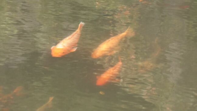飛騨古川の風物詩　“コイ1200匹が引っ越し”　雪の用水路となるため近くの池で越冬　岐阜・飛騨市の瀬戸川|TBS NEWS DIG