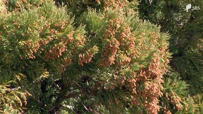 「暖かくなり患者数も一気に増えてきました」スギ花粉ピークで今後はヒノキの花粉も...子どもの花粉症は10年で"倍増" 医師は「鼻に塗るワセリン」推奨=静岡|TBS NEWS DIG