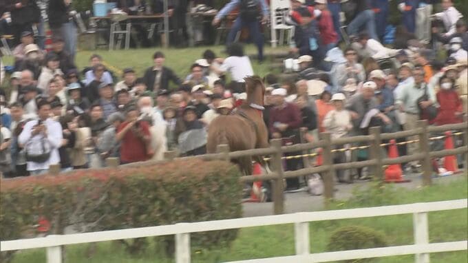 「倒されてそのまま馬乗りに…」相馬野馬追で馬が脱走、6人けが　市長「改善策を検討」福島・南相馬市|TBS NEWS DIG